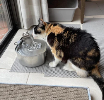 Happy cat drinking water